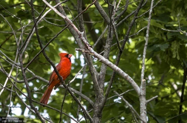 Cardinal In Vibrant Hues