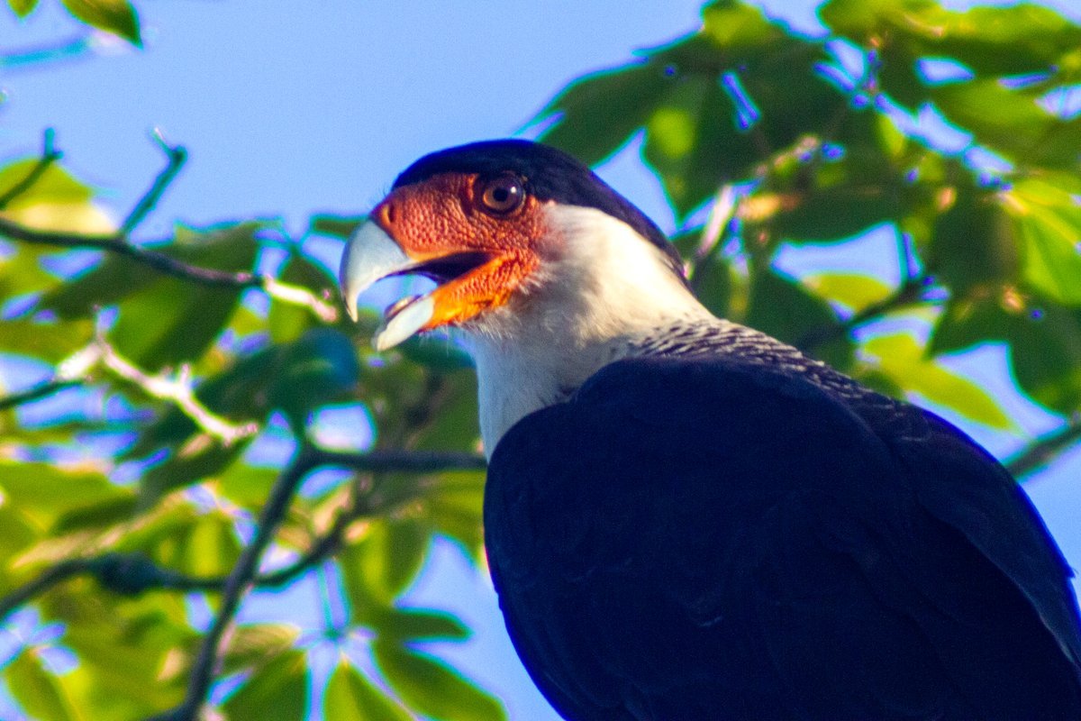 Crested Caracara of the North (Caracara cheriway) [OC]