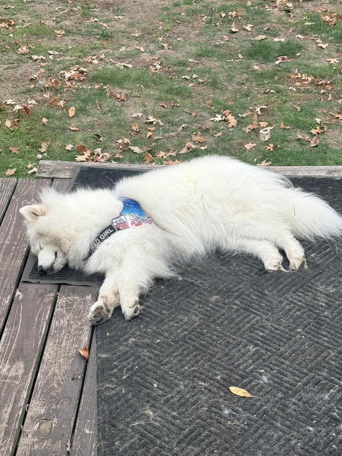 43 magnificent degrees