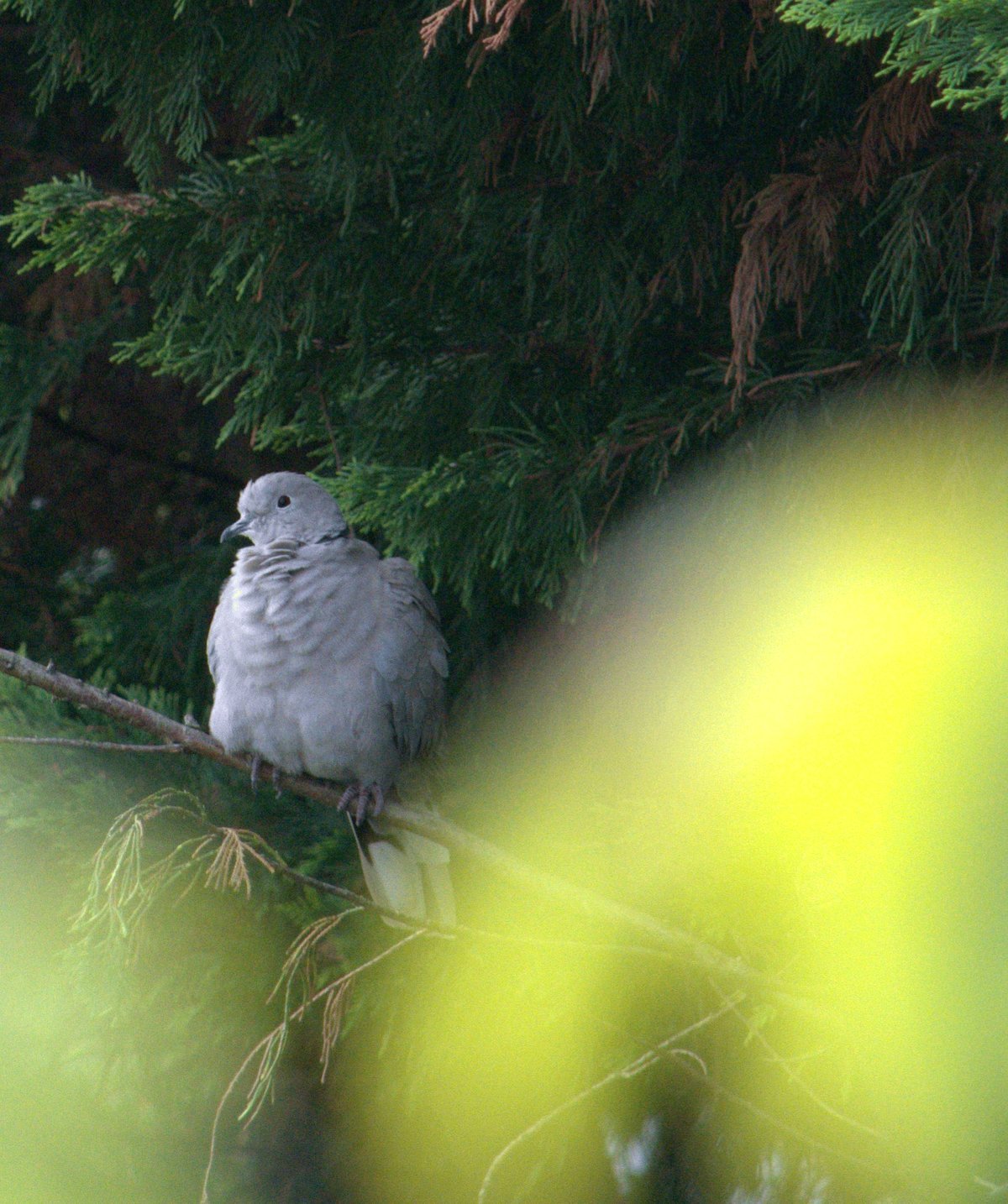 Turtledove