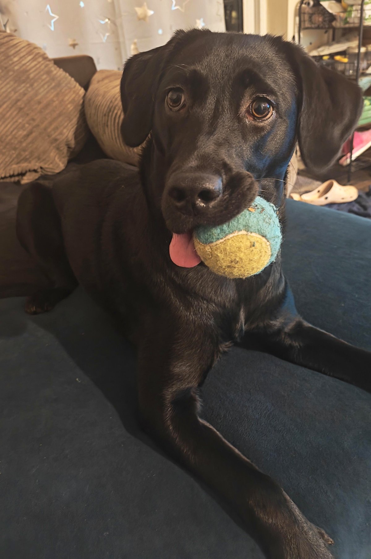 No ideas, just play, Nova - 9 months