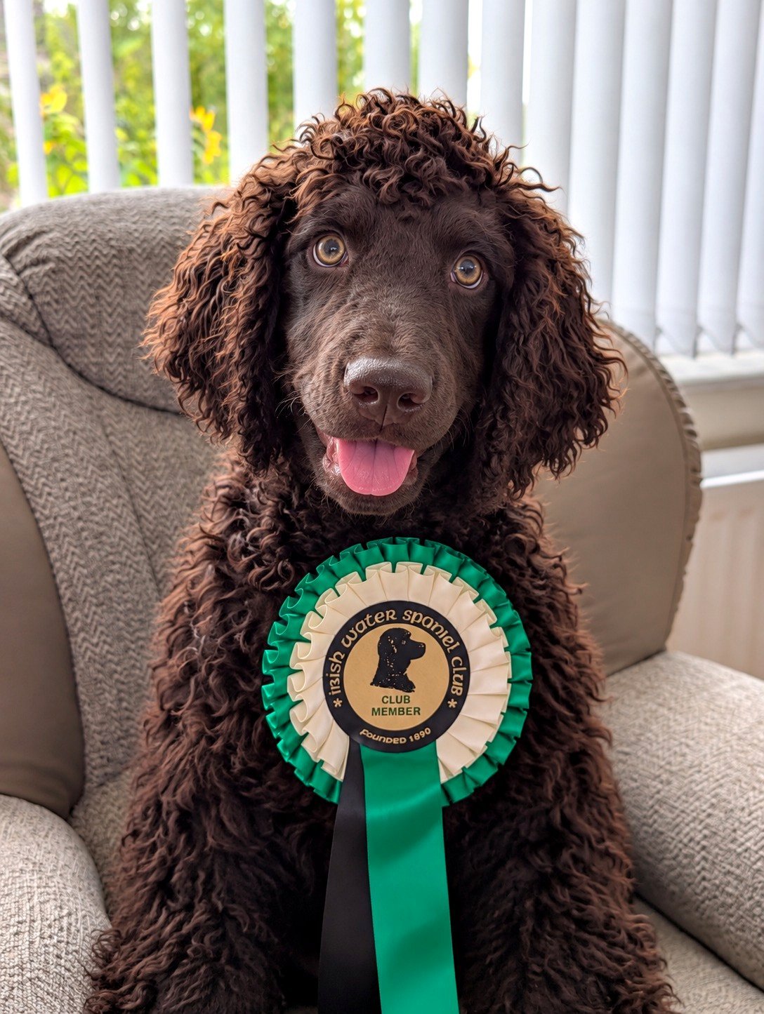 Dougal is thrilled with his new rosette! Member of the Official Irish Water Spaniel Club 🍀💕