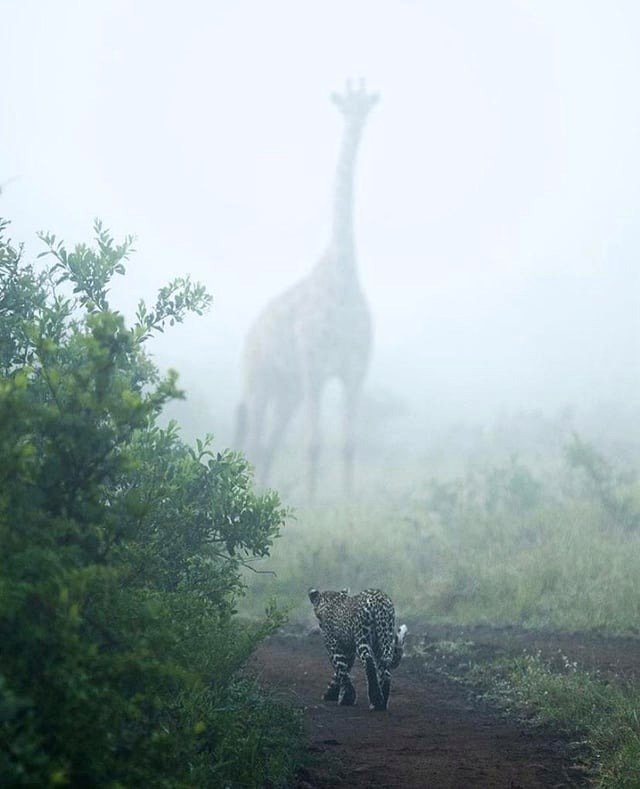 🌿Moving stealthily across the savannah