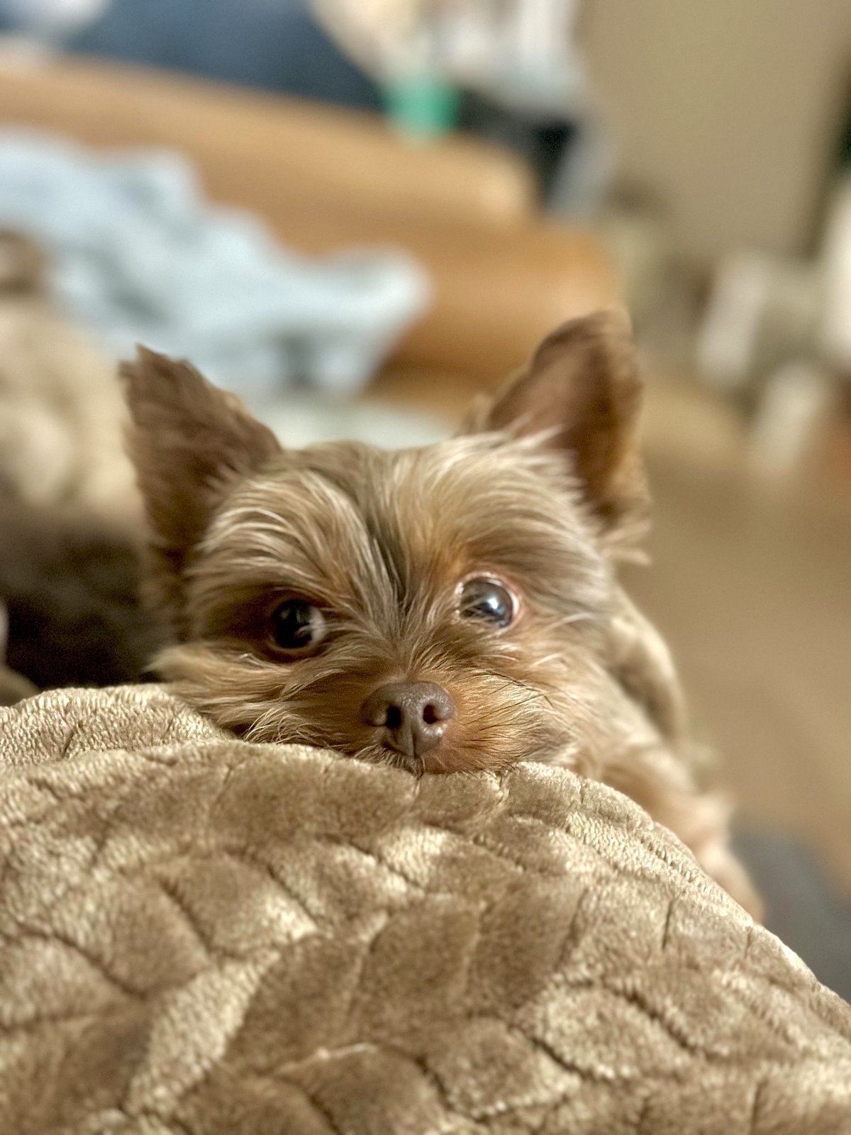 The ultimate snuggle buddy