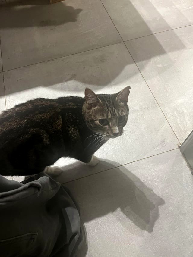 What makes cats more affectionate when you're using the toilet?