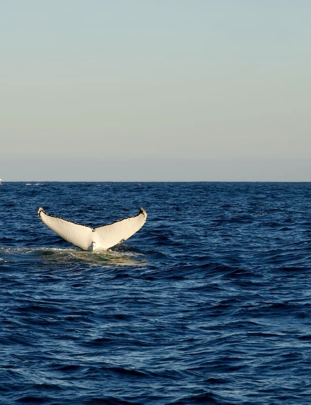 Humpback Whale, Tasman Sea [OC]