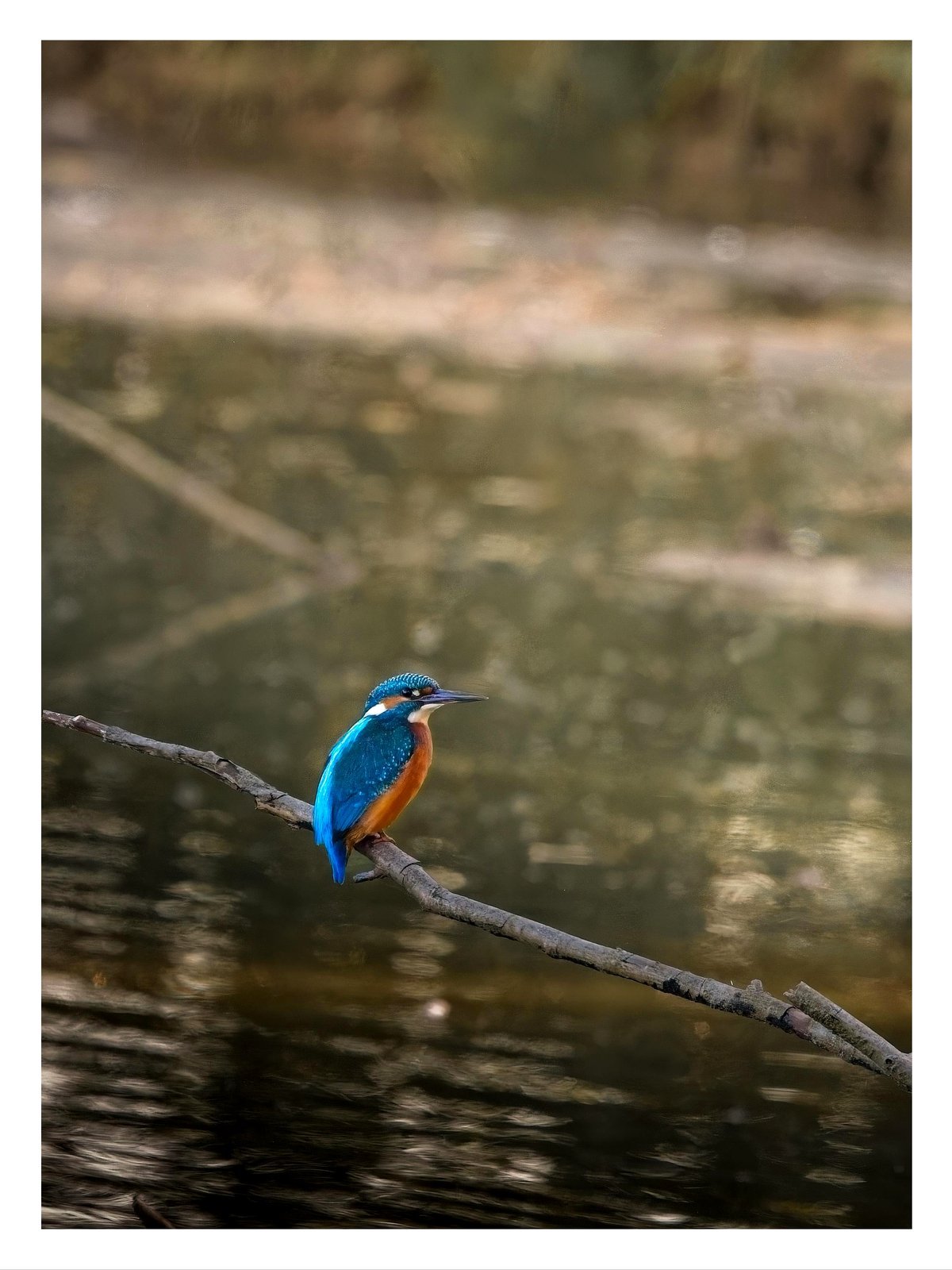 Accomplished it! Kingfisher. I've been attempting for at least 5 months now.