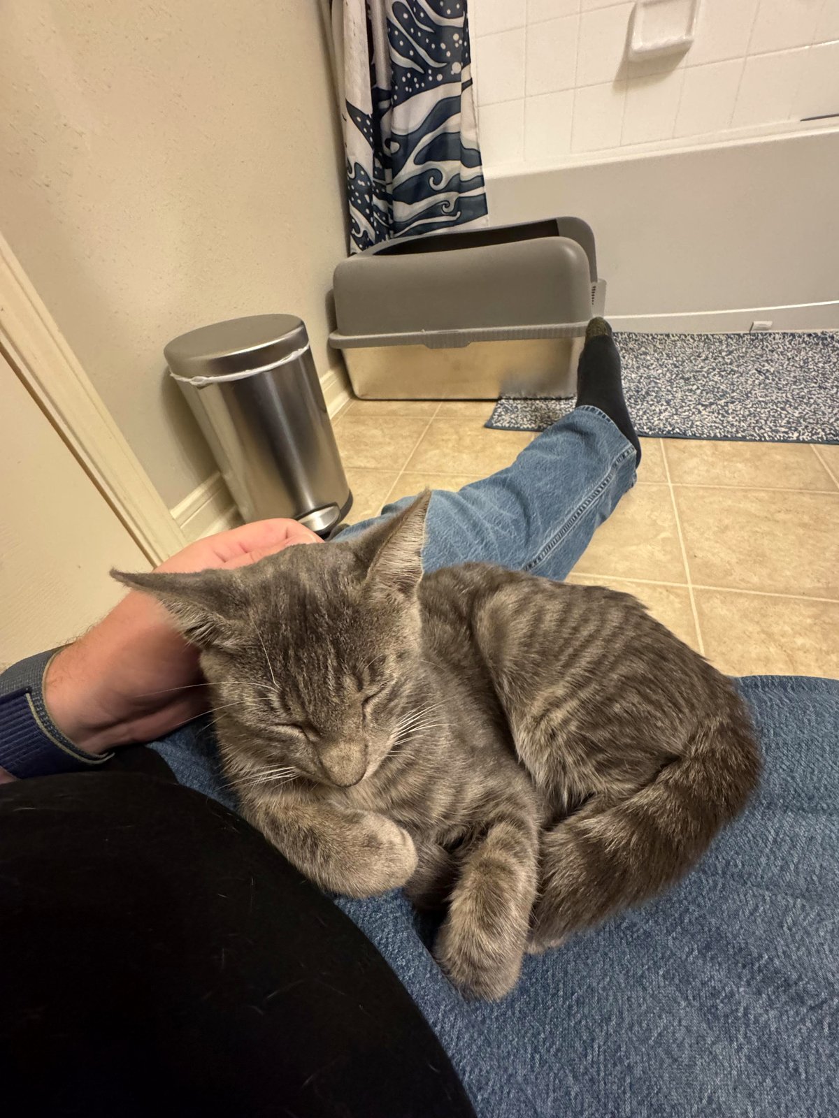 Small Kitten Followed Him Home After a Stroll...