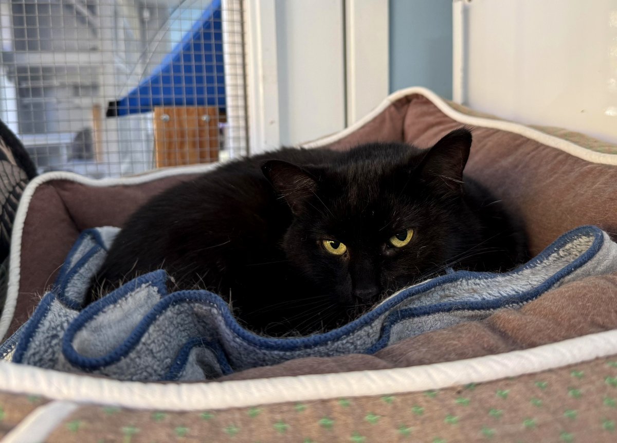 The adorable Madame at our shelter isn't excited to see people…unless you bring treats. Unfortunately, I had none. ❤️❤️❤️