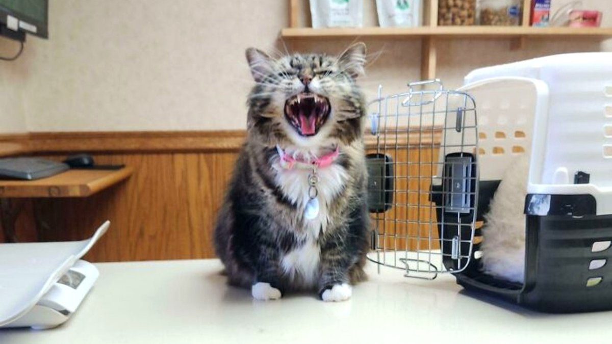 80 Funny Cats Caught Meowing as If Their Lives Were at Stake (New Photos)