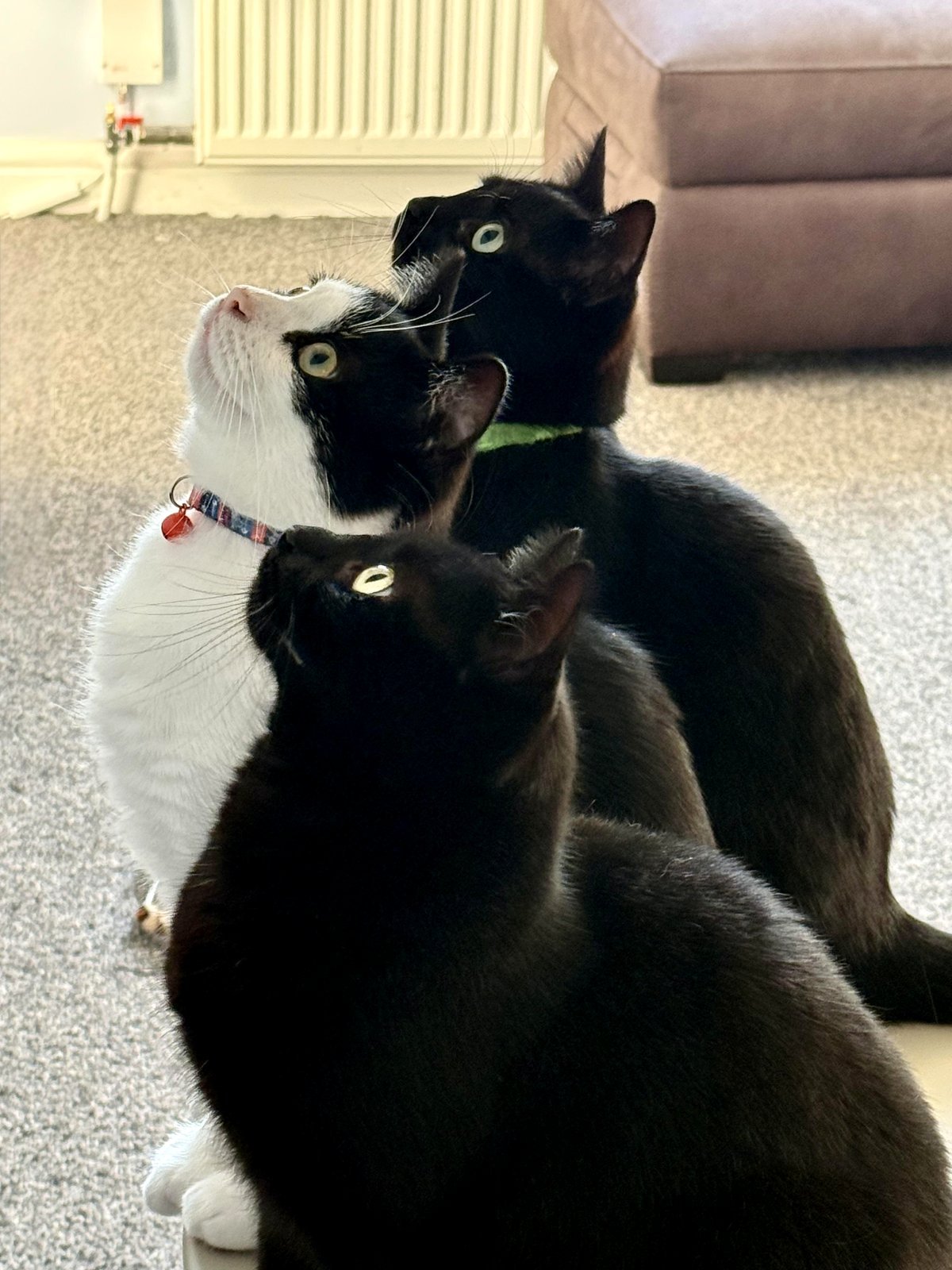 Viewing feline videos