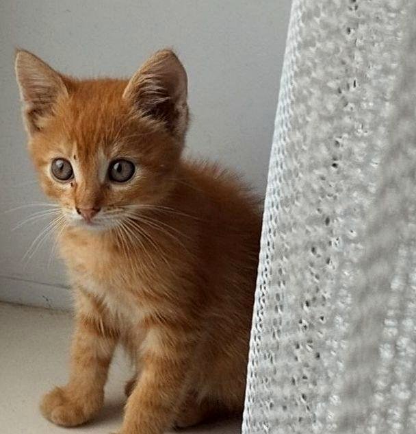Discovered a vintage photo of baby Boris peeking from behind the curtain. What eyes!