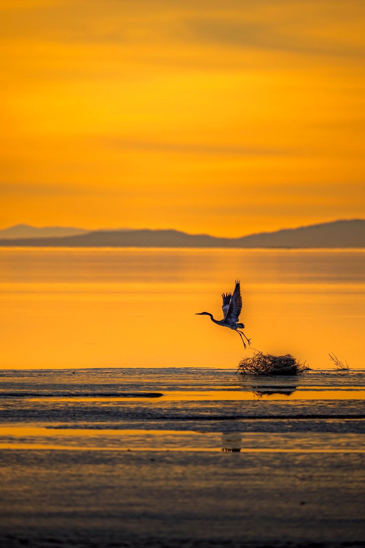 Egrets During Dusk