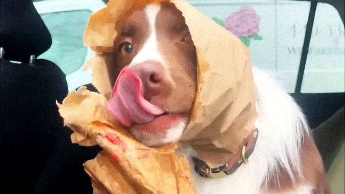 88 Instances When Dogs Found Peace Too Dull and Sought Out Mischief
