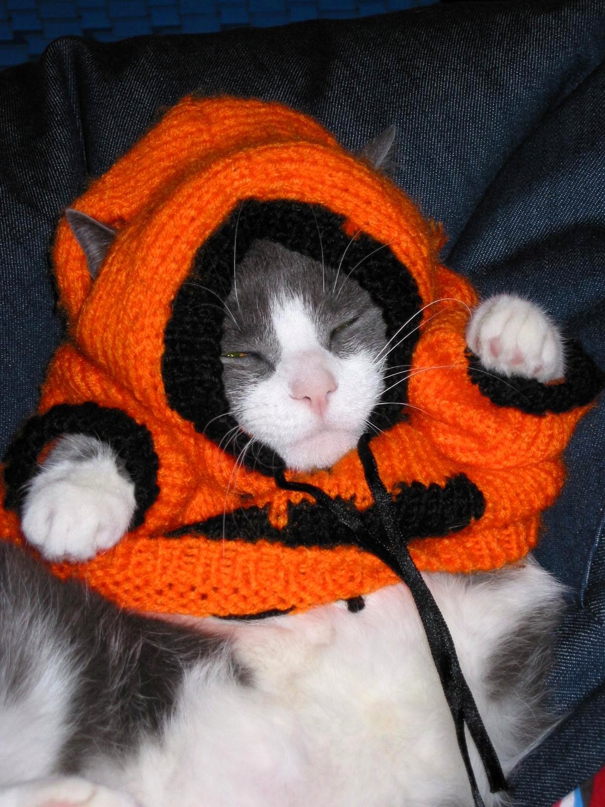My childhood cat Abby loved this sweater and was very tolerant when my sister dressed her in it.