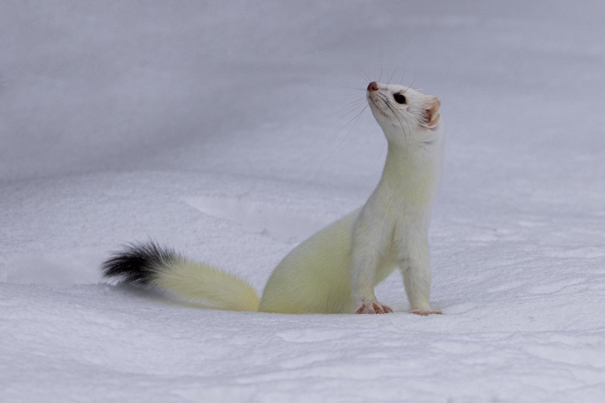 Short-tailed Weasel