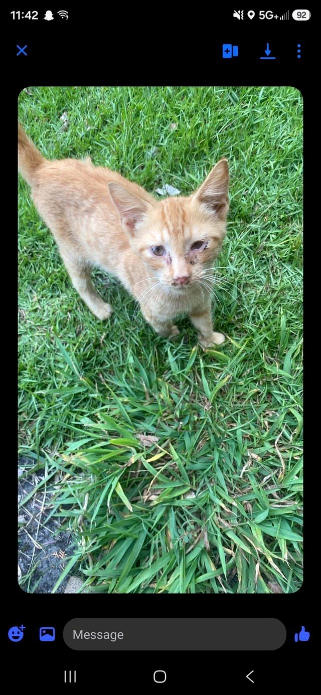 Sick community kitten needs vet care asap I need to raise enough to cover his bill so he doesn't stay outside sick! Located in rural nc, I am with a nonprofit 501c3 but this kitten will be community outreach for a low income area