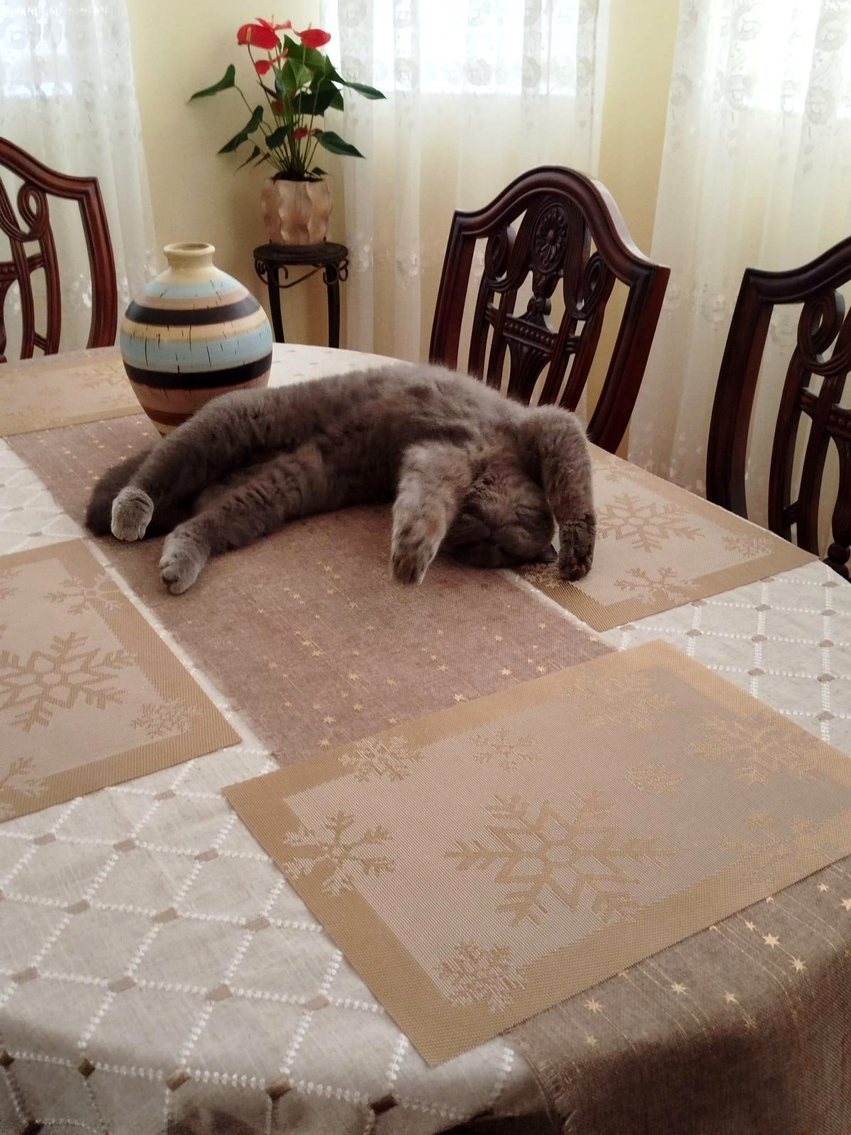 Are your cats allowed on the dining table?