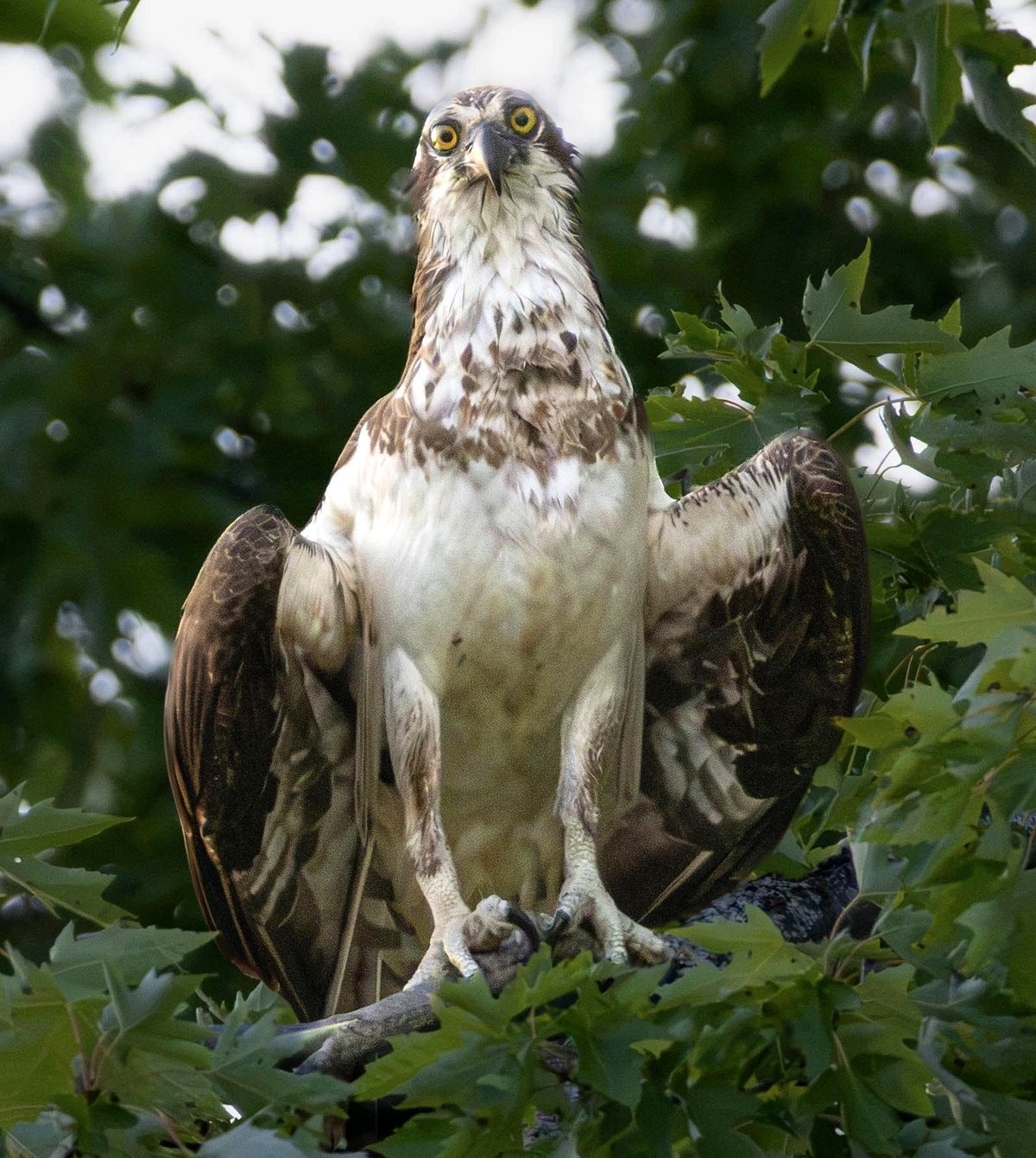 Osprey spotted in northern New York