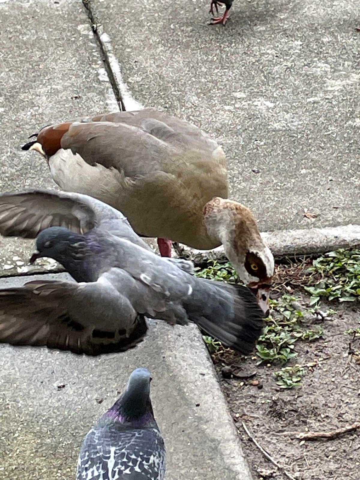 I attempted to take a picture of an Egyptian goose when a pigeon interrupted my shot.