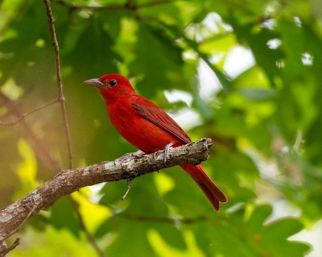 Scarlet Tanager