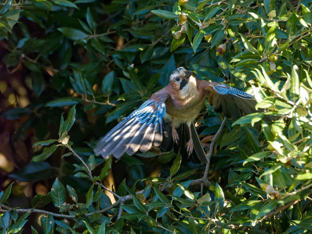 A Jay ready to snatch an acorn