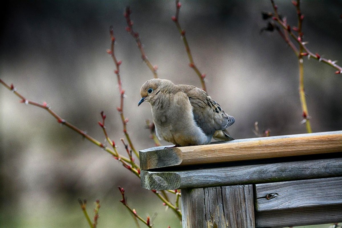 grieving dove