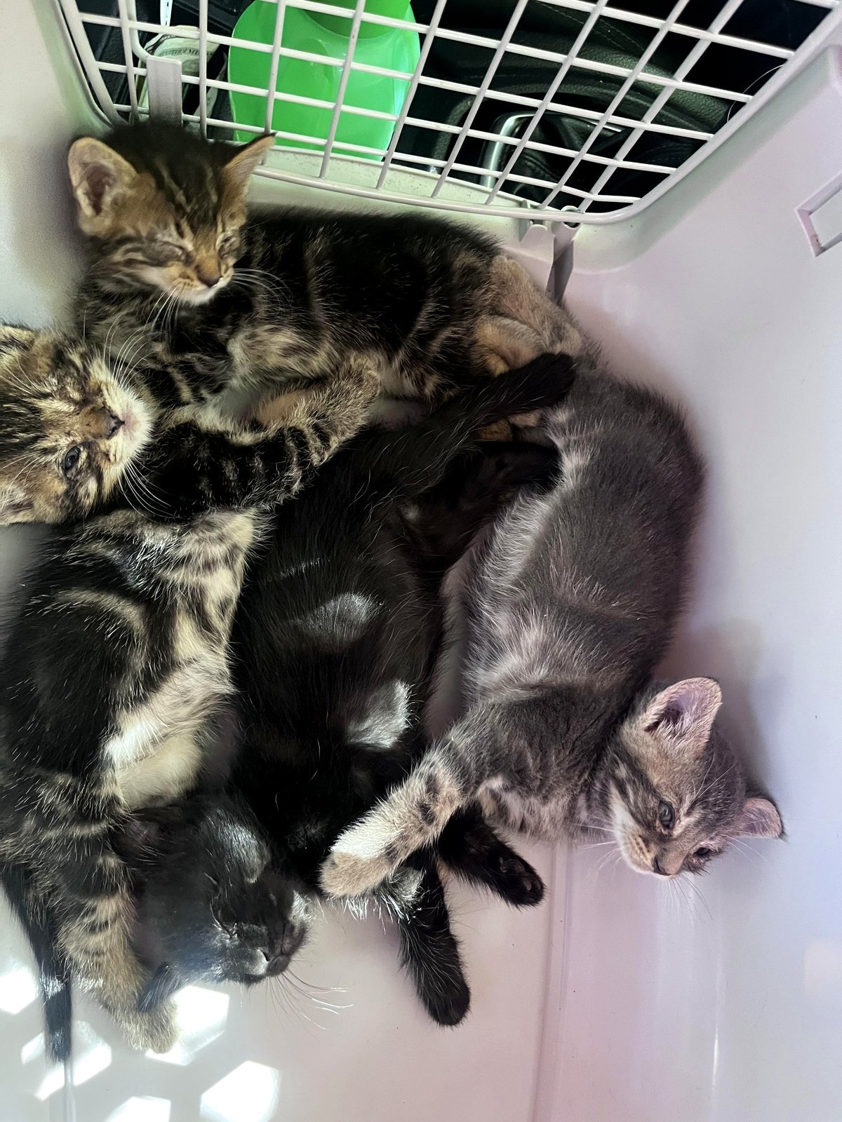 IMPORTANT — kittens require homes/shelter in Fresno CA