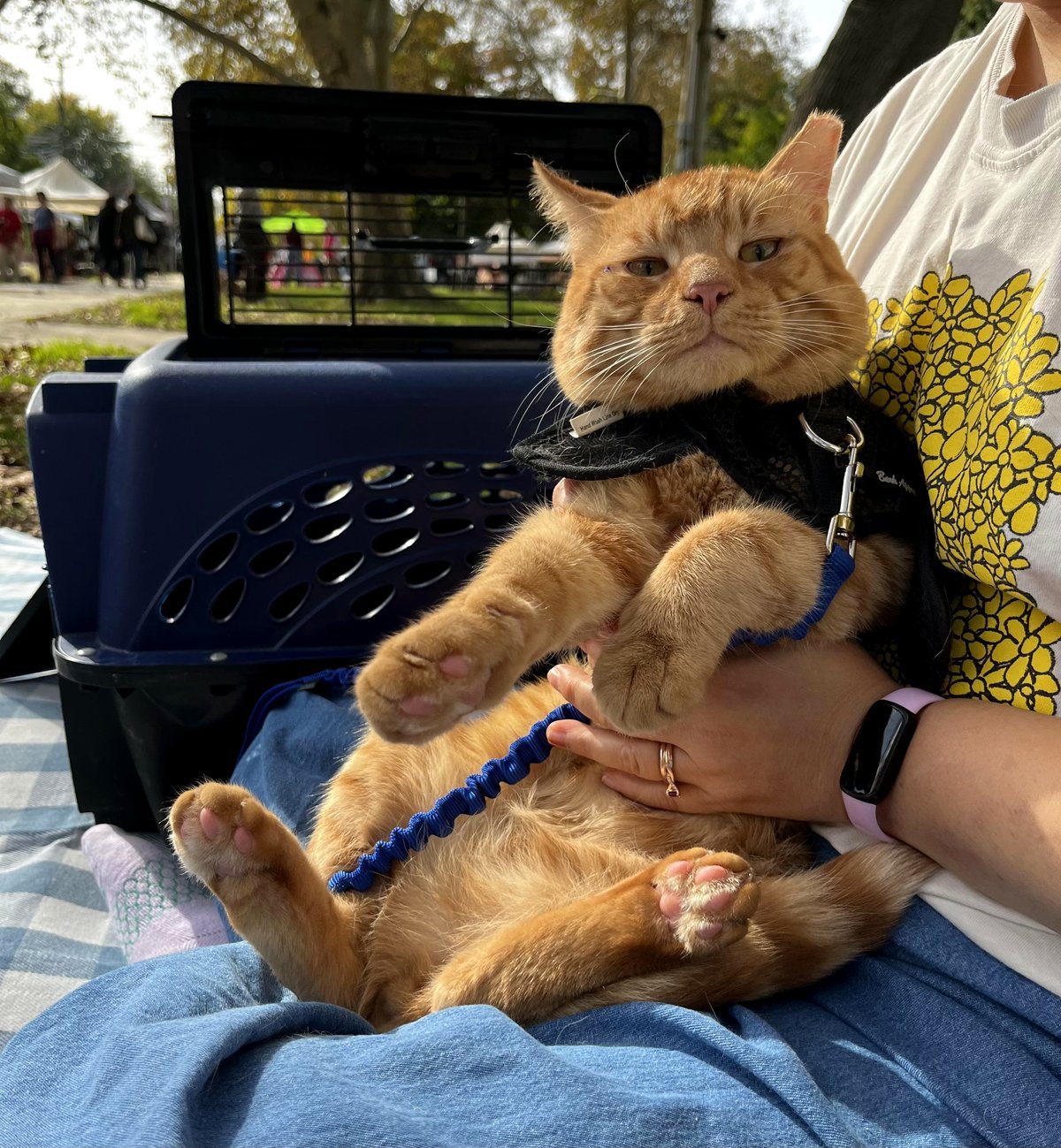 Philly's Adoptable Tomato Pie Tom