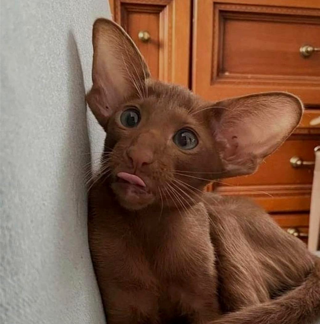 The expression he has when he seeks attention.