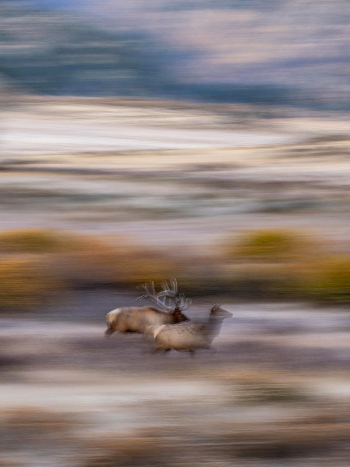 Elk Pursuit in RMNP