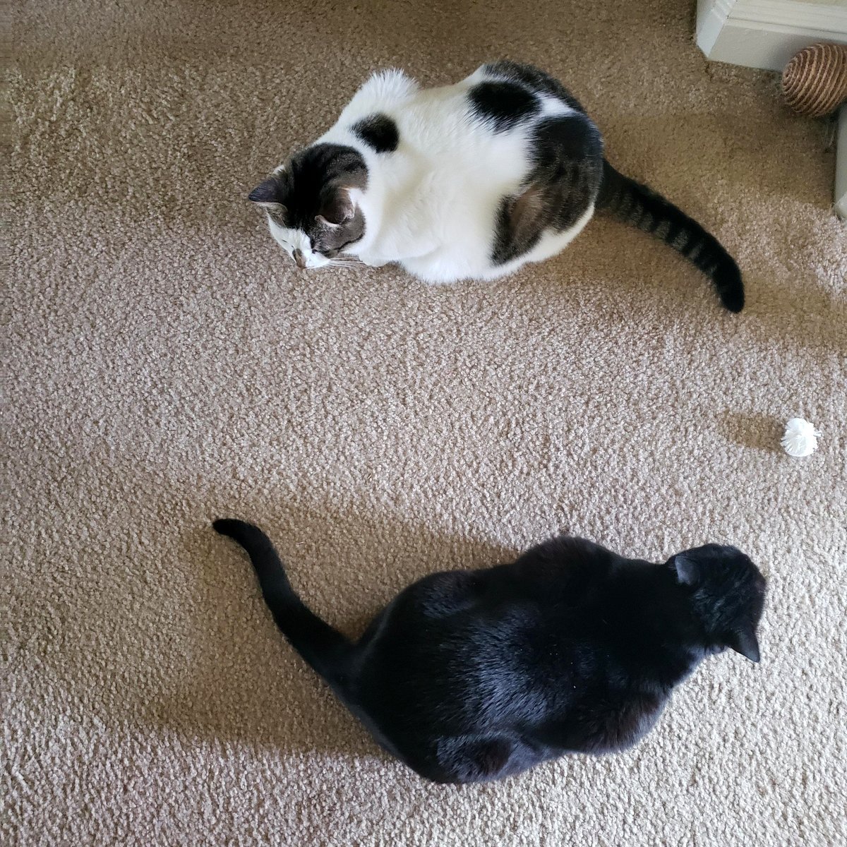 My cats enjoy sitting in a yin yang position.