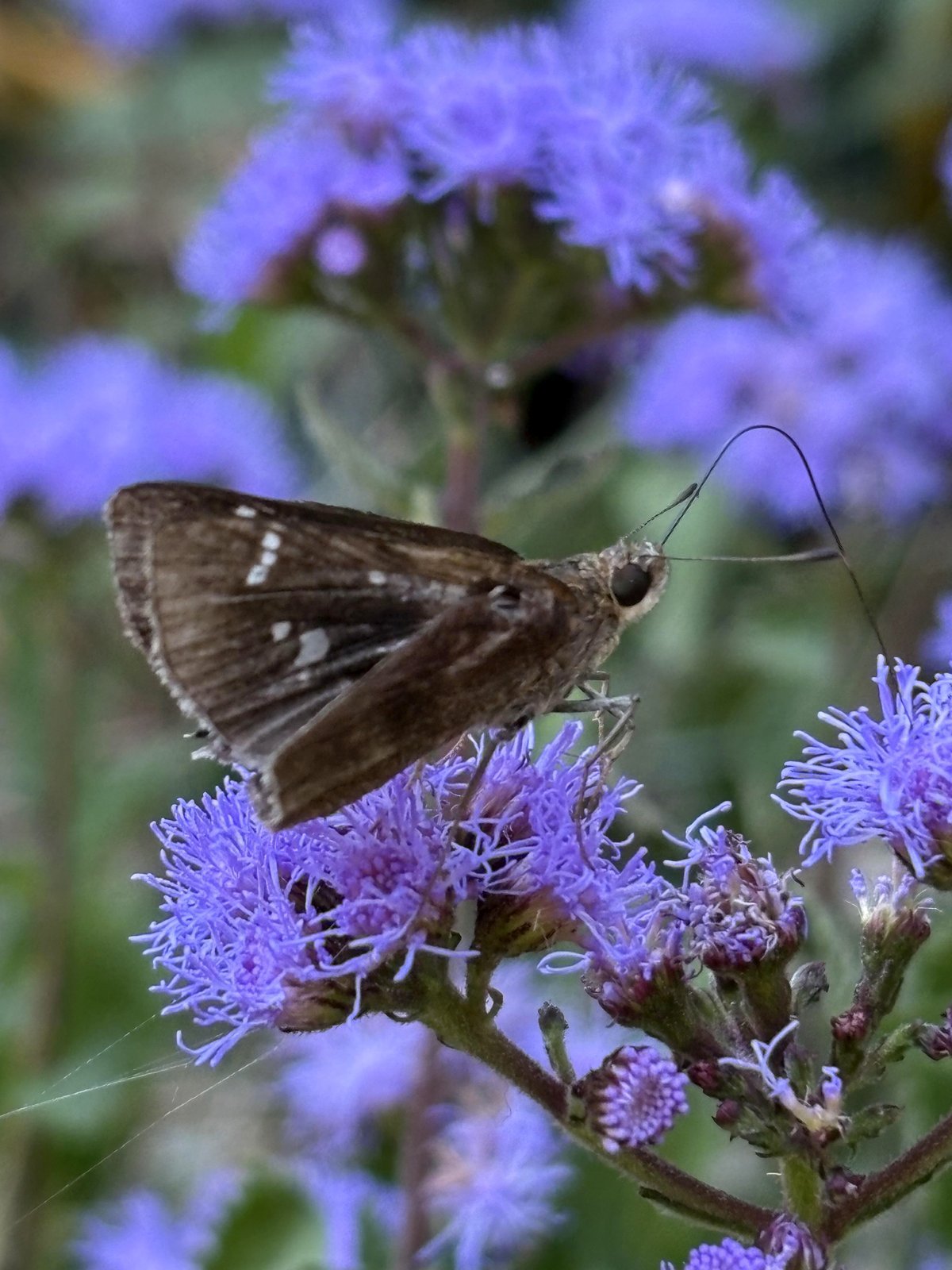 Clouded Skipper on Mistflower Blue
