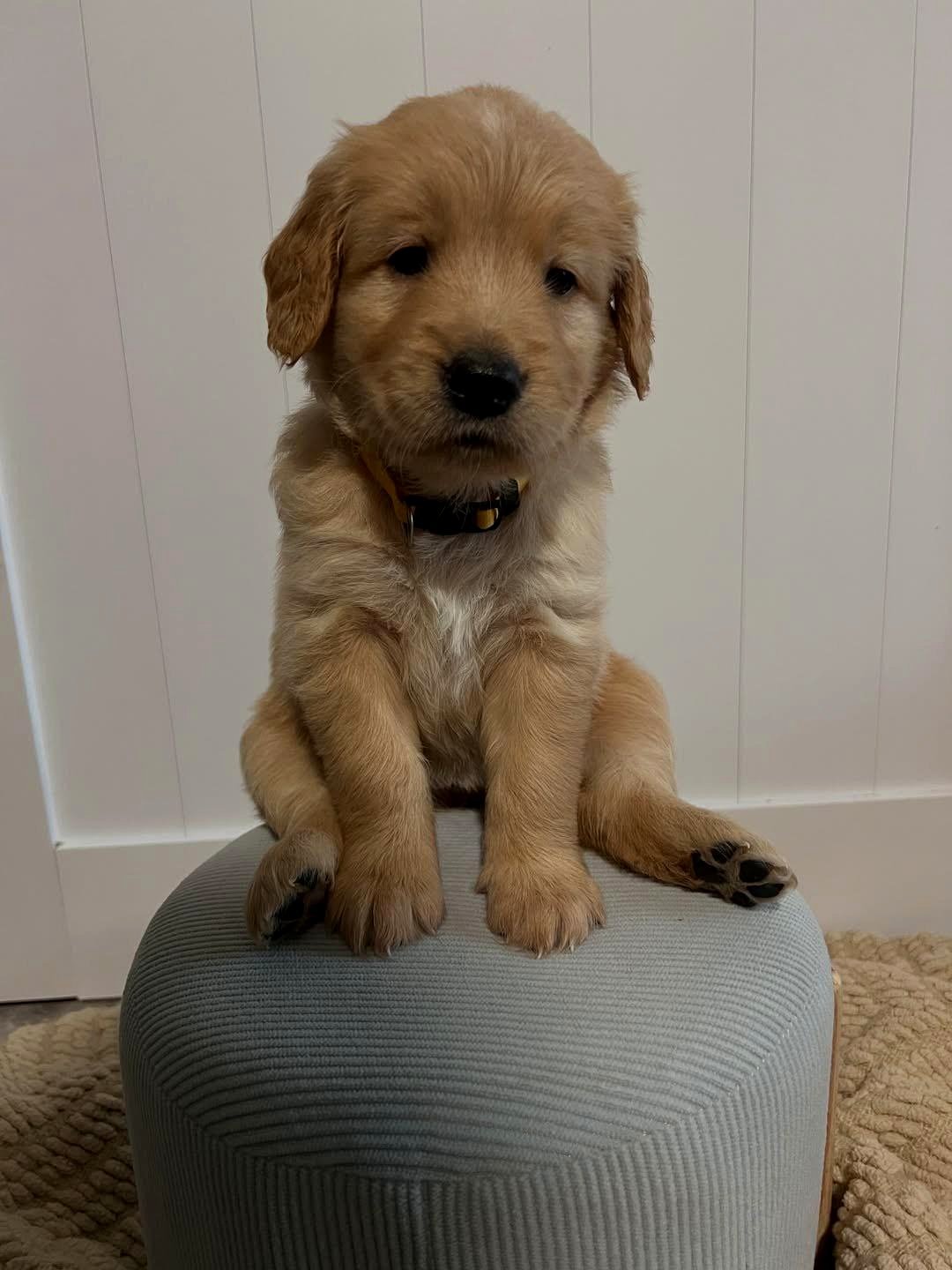 I placed him in timeout for chewing on mommy's slipper.