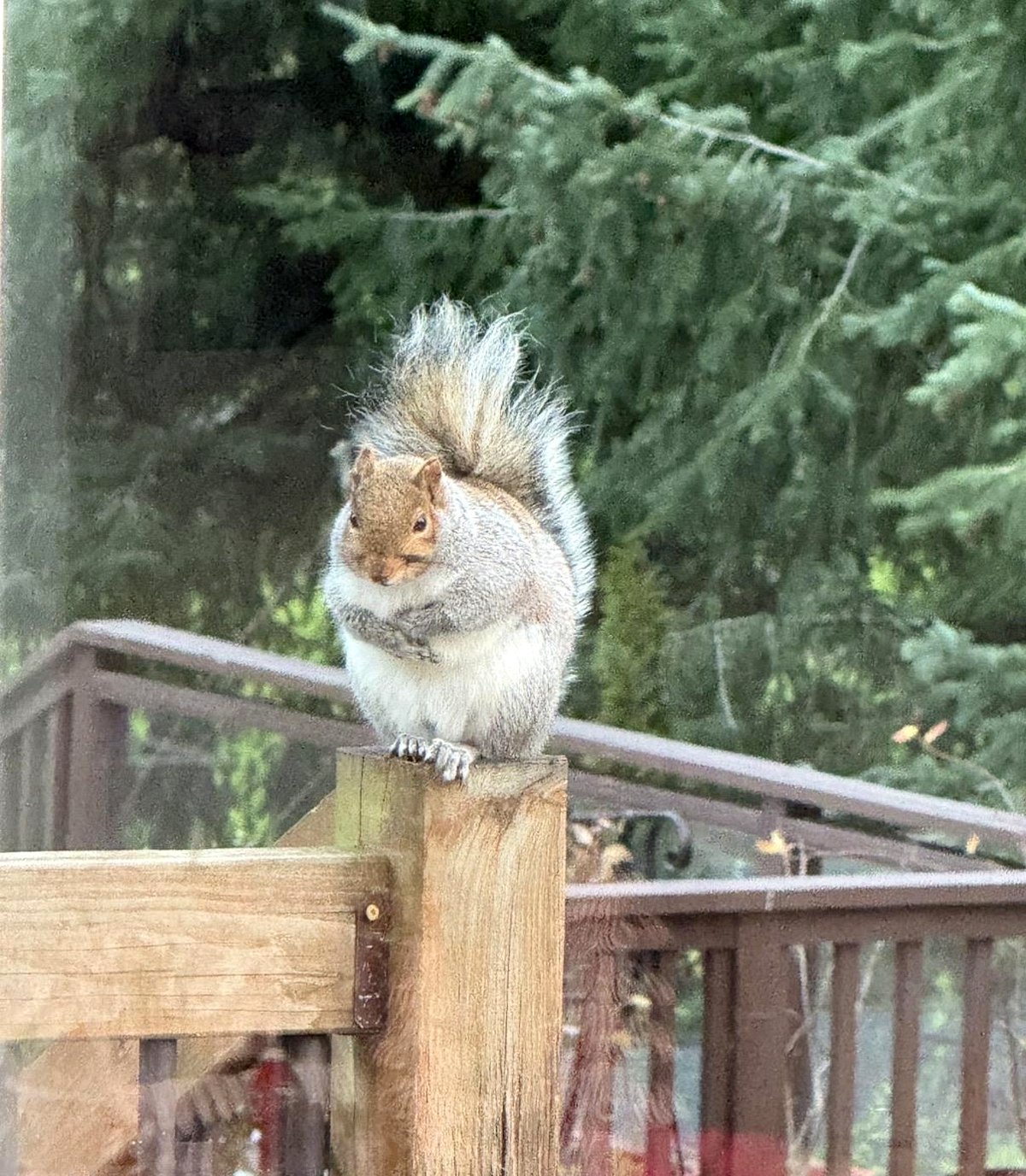 a squirrel anticipating a treat