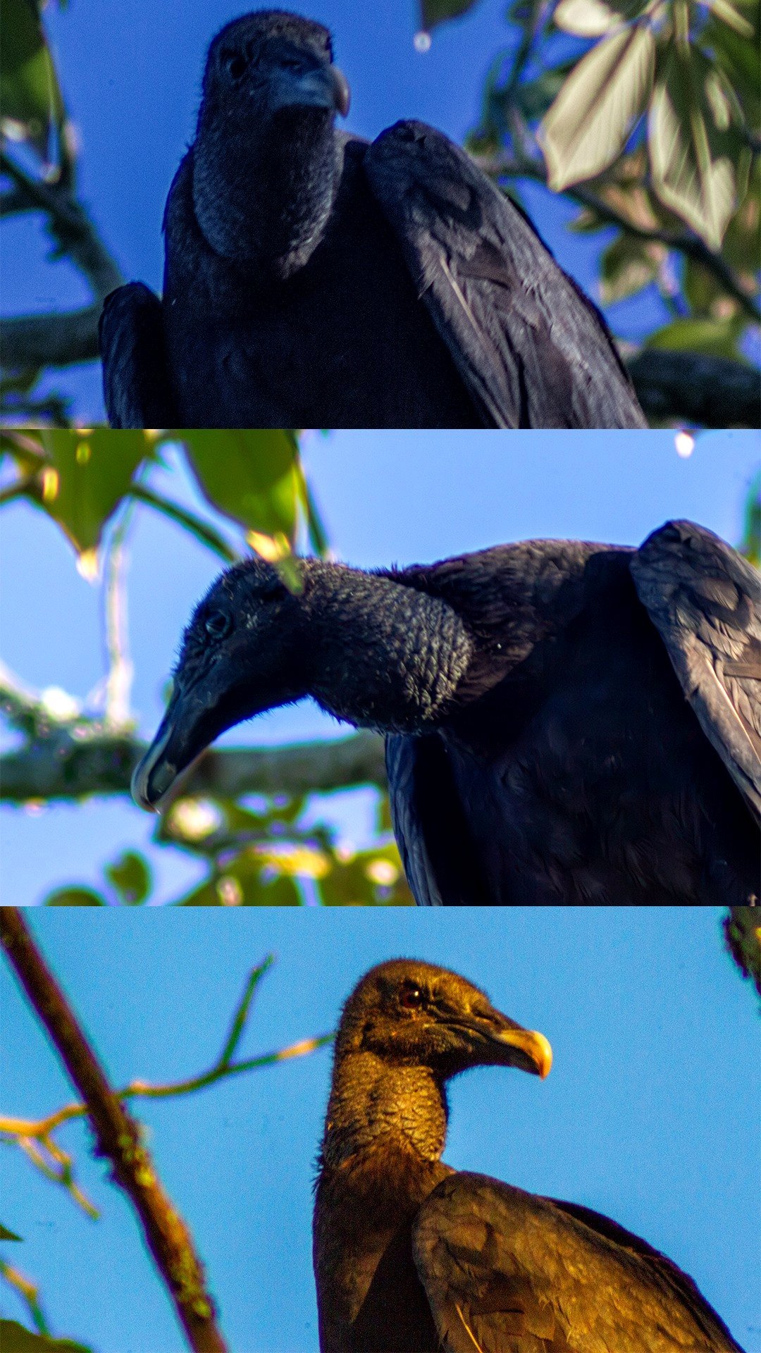 🔥 Common Black Vulture (Coragyps atratus) [OC] 🖤