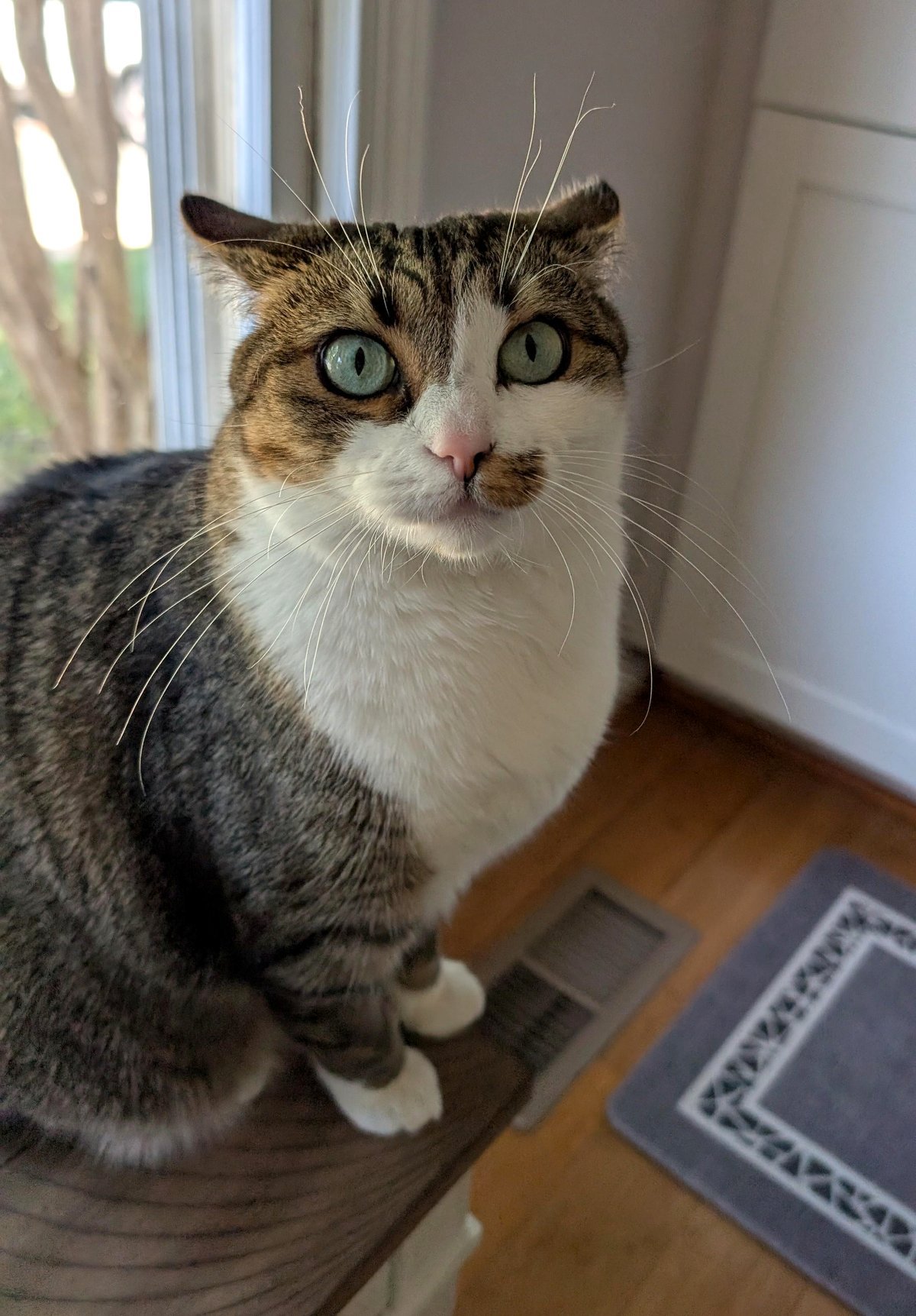 I can tell she's upset, but I can't help but laugh at that expression 😹