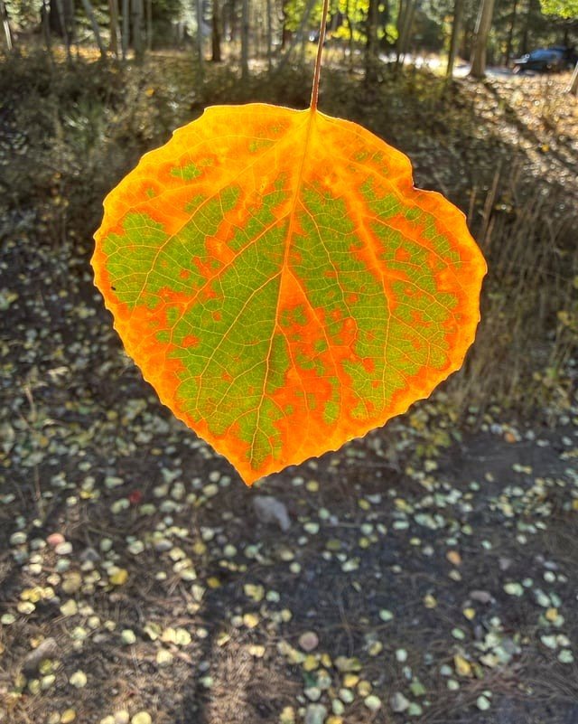 🔥 Aspen leaf appears to be ablaze!
