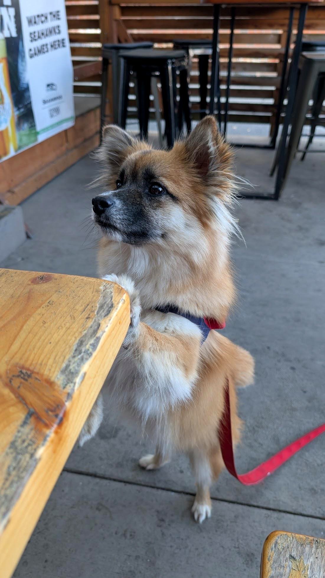 I'll take the bacon cheeseburger, please.