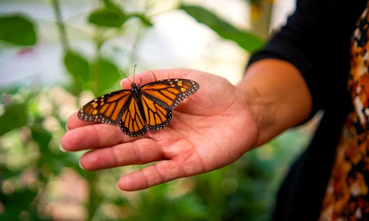 Wisconsin Correctional Facility Transforms Inmates into Champions of Monarch Conservation