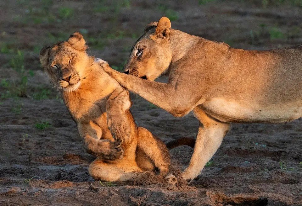 A drowsy lion cub being nudged over. Credit to Barbara Seiberl-Stark