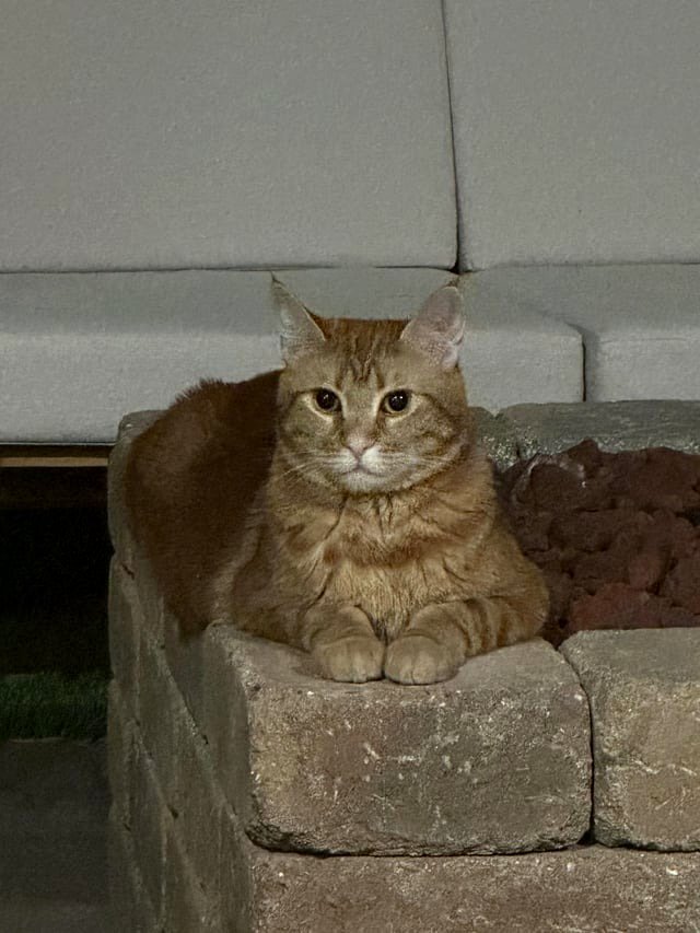 Recommendations for cat sunscreen?