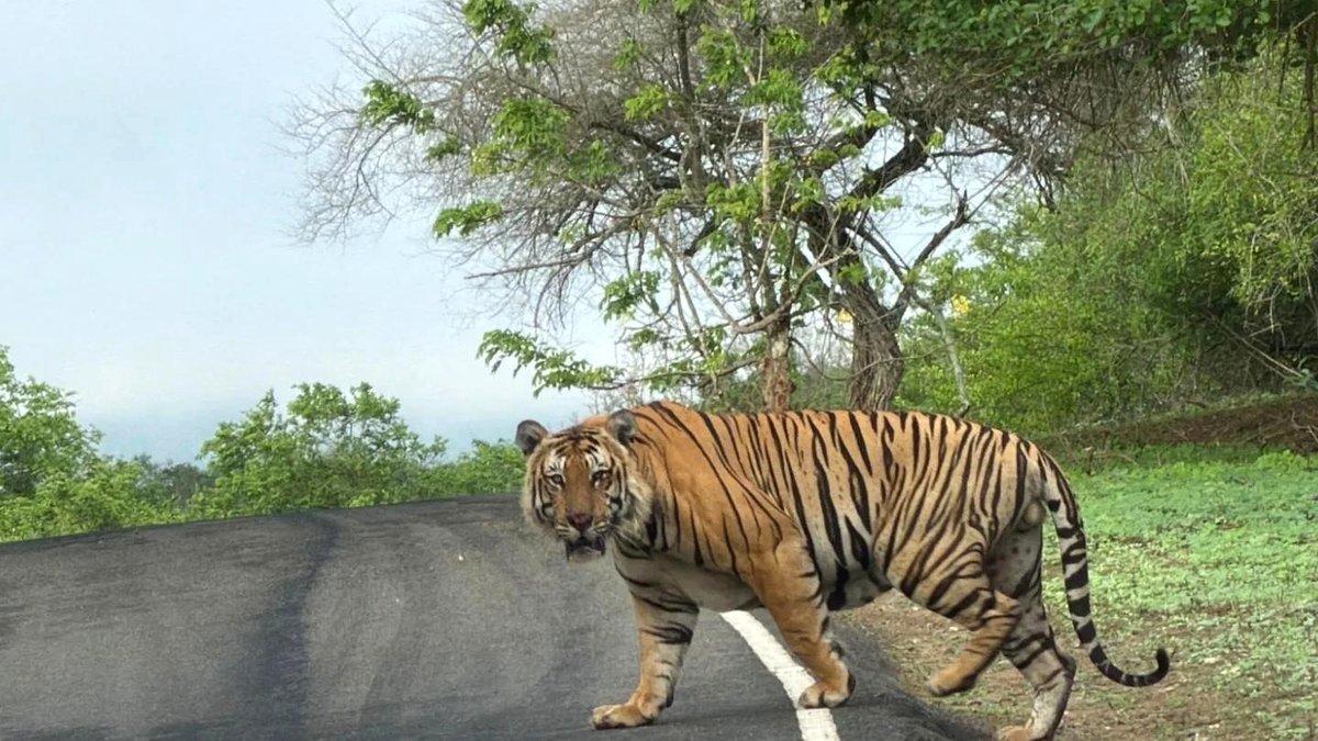 🔥 Giant from Mudumalai Tiger Reserve.