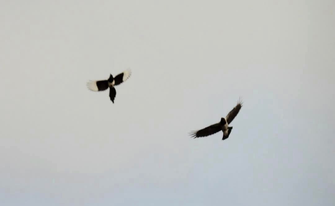 The crow and magpie pair I mentioned in spring continue to be spotted together, choosing each other's company over their own kind.