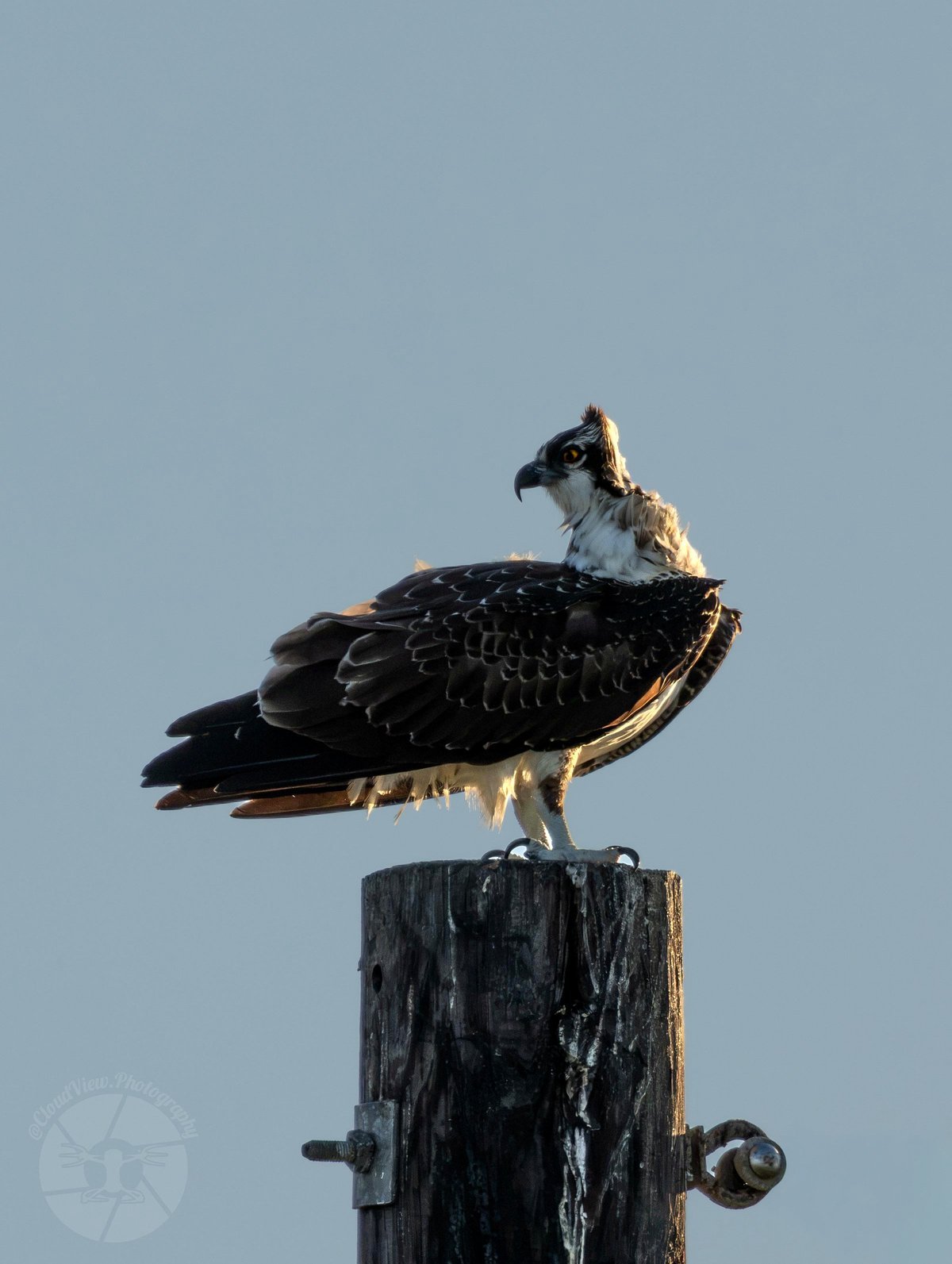 🔥Osprey, Assembly Guidelines Were Ambiguous