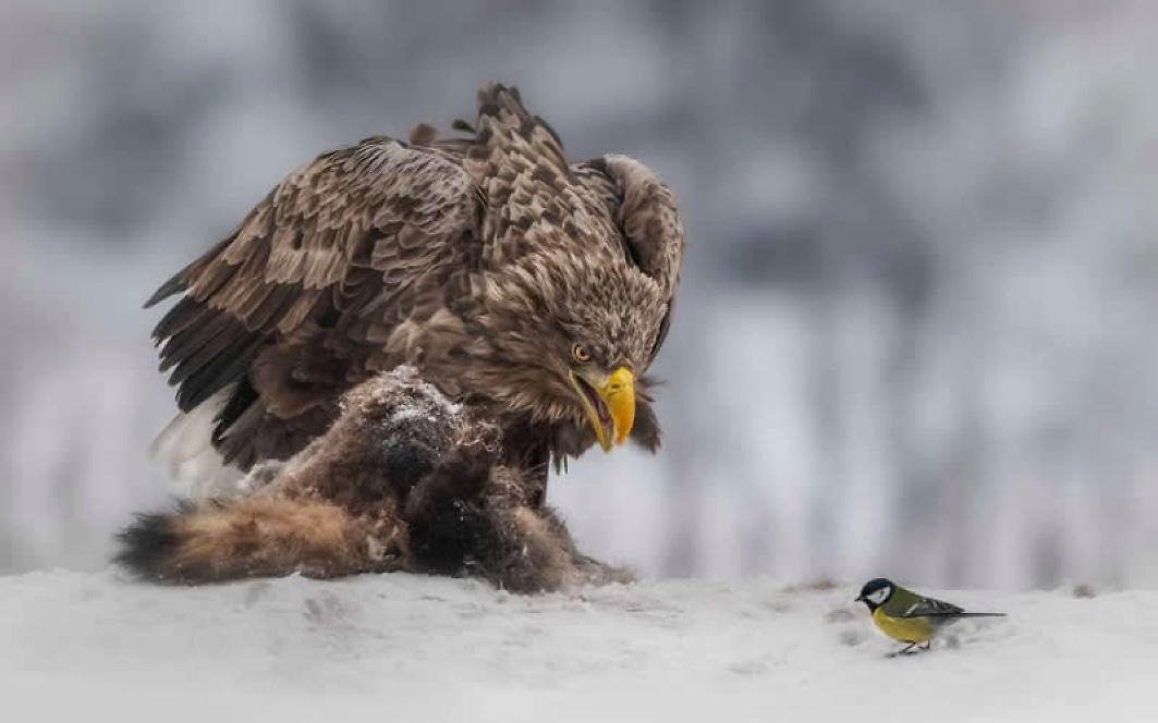 🔥 Eagle, prey, and titmouse. Image by Olga Rudchenko