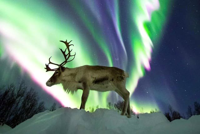 A caribou beneath the auroras.