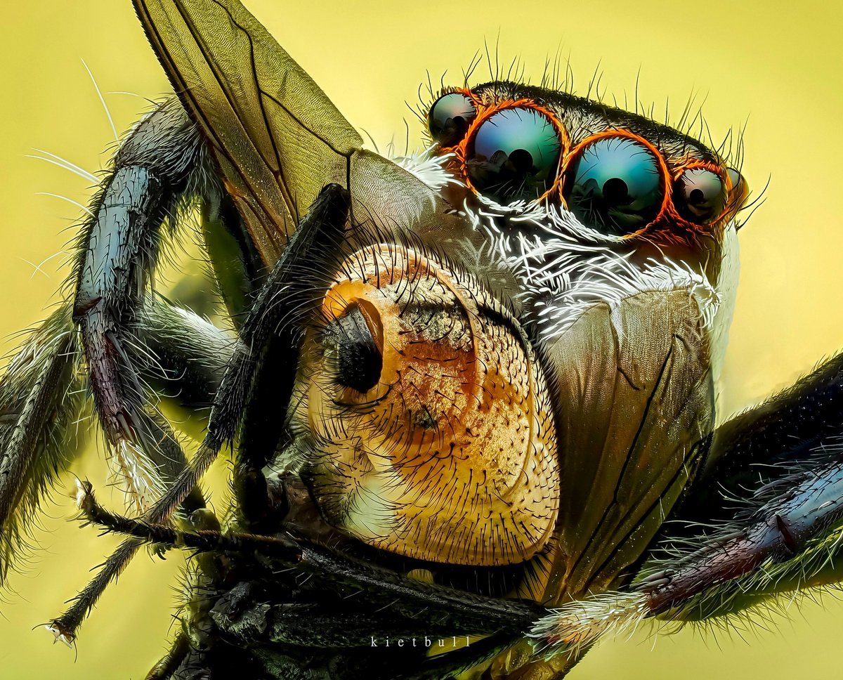 🔥 All praise to the spider
