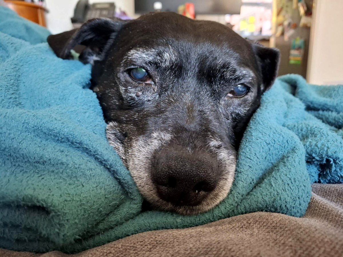 Dexter is displeased with the decrease in temperature.