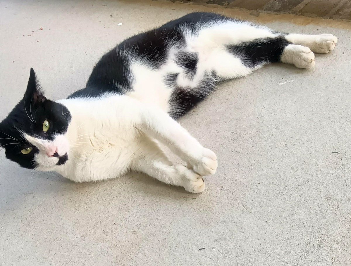 GA - Stray Tuxedo seeking a loving, cozy home